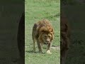 Male Lion Walks towards me in the Serengeti National Park