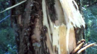 winchester .30-06 tree damage.AVI