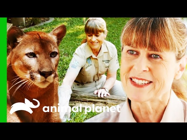 Terri Irwin's Best Moments From Season 2! | Crikey! It's The Irwins
