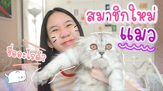 ไปรับสมาชิกใหม่ แมวสก็อตติชโฟลด์หูพับ ช่วยตั้งชื่อหน่อย [Nonny.com]