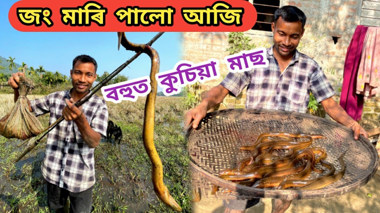 জং মাৰি পালো আজি বহুত কুচিয়া মাছ !!