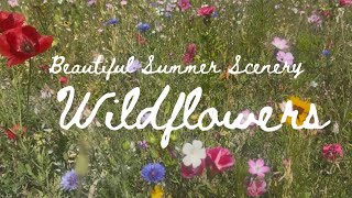 Wildflowers Beautiful Summer Scenery Gentle Music