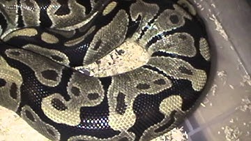 First BP ovulation in 2013 season - Normal!