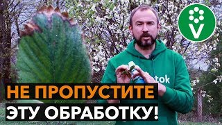 Эта БОЛЕЗНЬ КЛУБНИКИ может оставить вас БЕЗ УРОЖАЯ!