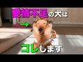 【見逃すとヤバい】愛情不足の犬だけが見せる淋しい仕草6選