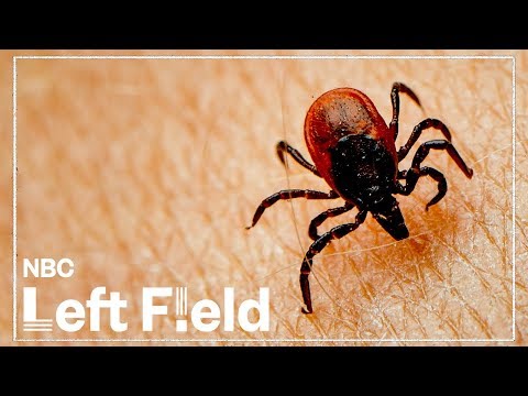 Video: Boala Lyme este frecventă?