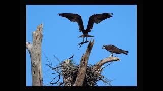 Osprey lifecycle at Jordan Lake, North Carolina