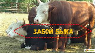 Забой  быка 1 год4 мес// Выход мяса// Выручка с продажи мяса// Выгодно ли выращивать бычков на мясо.