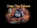 Suara orangutan hewan langka endemik Indonesia | Hewan yang dilindungi