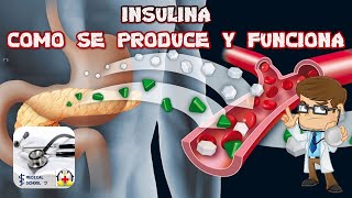 Insulina: ¿Cómo se produce y cómo funciona?