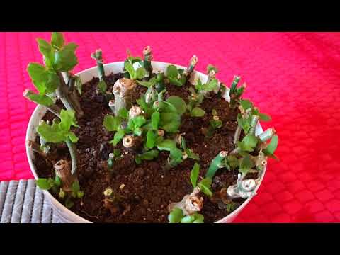 კალანხოე გადაჭრამდე