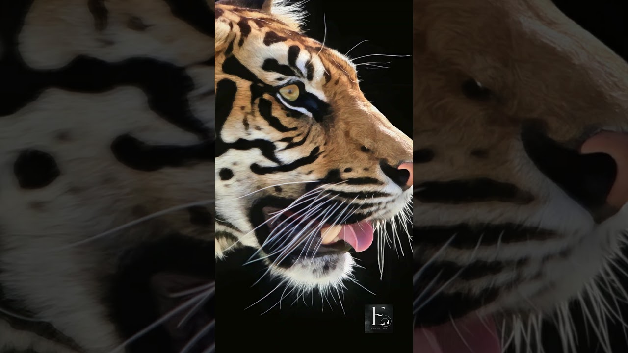 Tiger in Focus | Frame TV Art