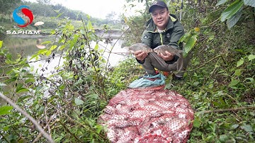 Câu Cá Diếc - Cải tiến bài mồi câu cá diếc đơn giản nhất