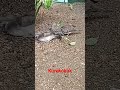 #zebradove #bato-bato #kurokukok #birds