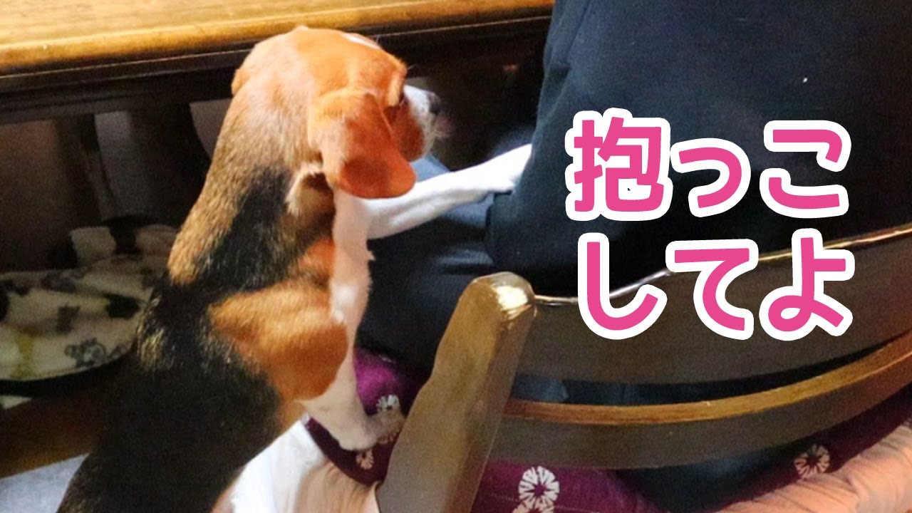 ビーグル 抱っこで寝たいアピール 動き続ける腕枕 それでも抱っこで寝たい Beagle Youtube
