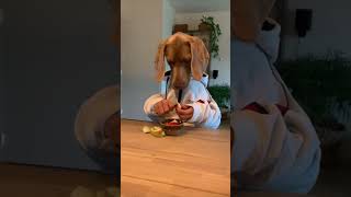 Dog with “Human” Hands Enjoying an Apple Snack
