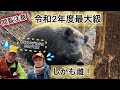 【食べる前に獲る！】令和２年度猟期最大イノシシ捕獲