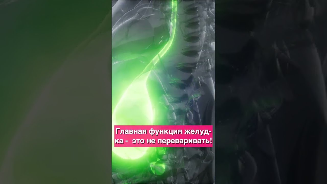 Главная функция желудка - это никак не переваривать пищу!