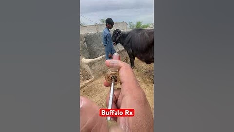Buffalo |veterinary medicine | vet medicine 💊 | anemia |blood parasites | #hiphop #rap #punjabisong
