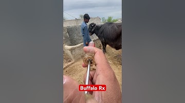 Buffalo |veterinary medicine | vet medicine 💊 | anemia |blood parasites | #hiphop #rap #punjabisong