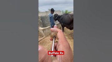 Buffalo |veterinary medicine | vet medicine 💊 | anemia |blood parasites | #hiphop #rap #punjabisong