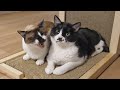 How are our cats doing?