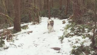 Corgi And Malamute Hiking Together