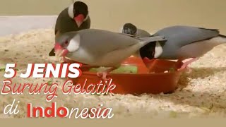 5 jenis burung gelatik di indonesia&ciri'nya