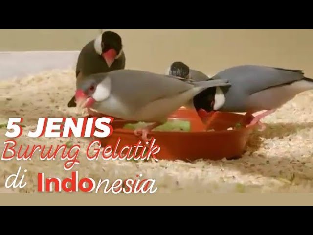 5 jenis burung gelatik di indonesiau0026cirinya class=
