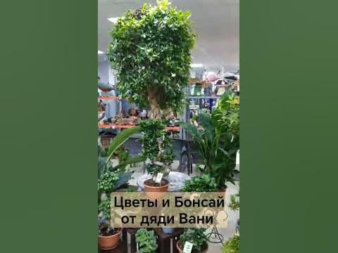 Цветы и Бонсай для дома дачи и офисов работают в Москве и Подмосковье ...