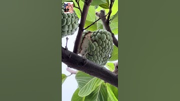 😀🌦️ Mãng cầu gần chín trời lạnh ướt mưa bị nứt 🌤️🤩