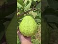 Guava Powder Export is India’s Hidden Business Opportunity #agriexport #exportbusiness #importexport