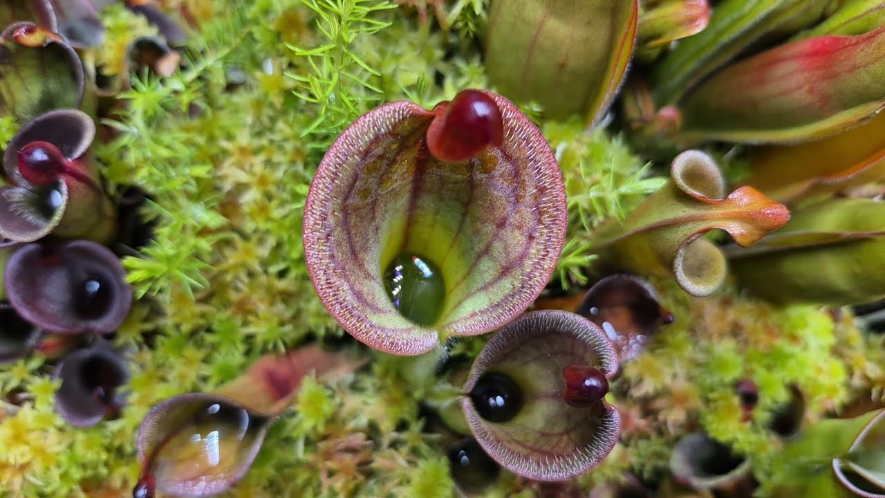 Heliamphora terrarium update ^_^ 
