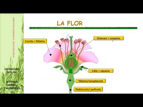 Vídeo: Diferencia Entre Pedicelo Y Pedúnculo