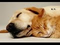 MUSICA SUAVE Y MUY RELAJANTE Para Perros y Gatos ❤ Música Para un Sueño Profundo