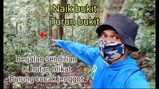 mikat burung cucak jenggot di hutan, naik bukit turun bukit, di tengah hutan