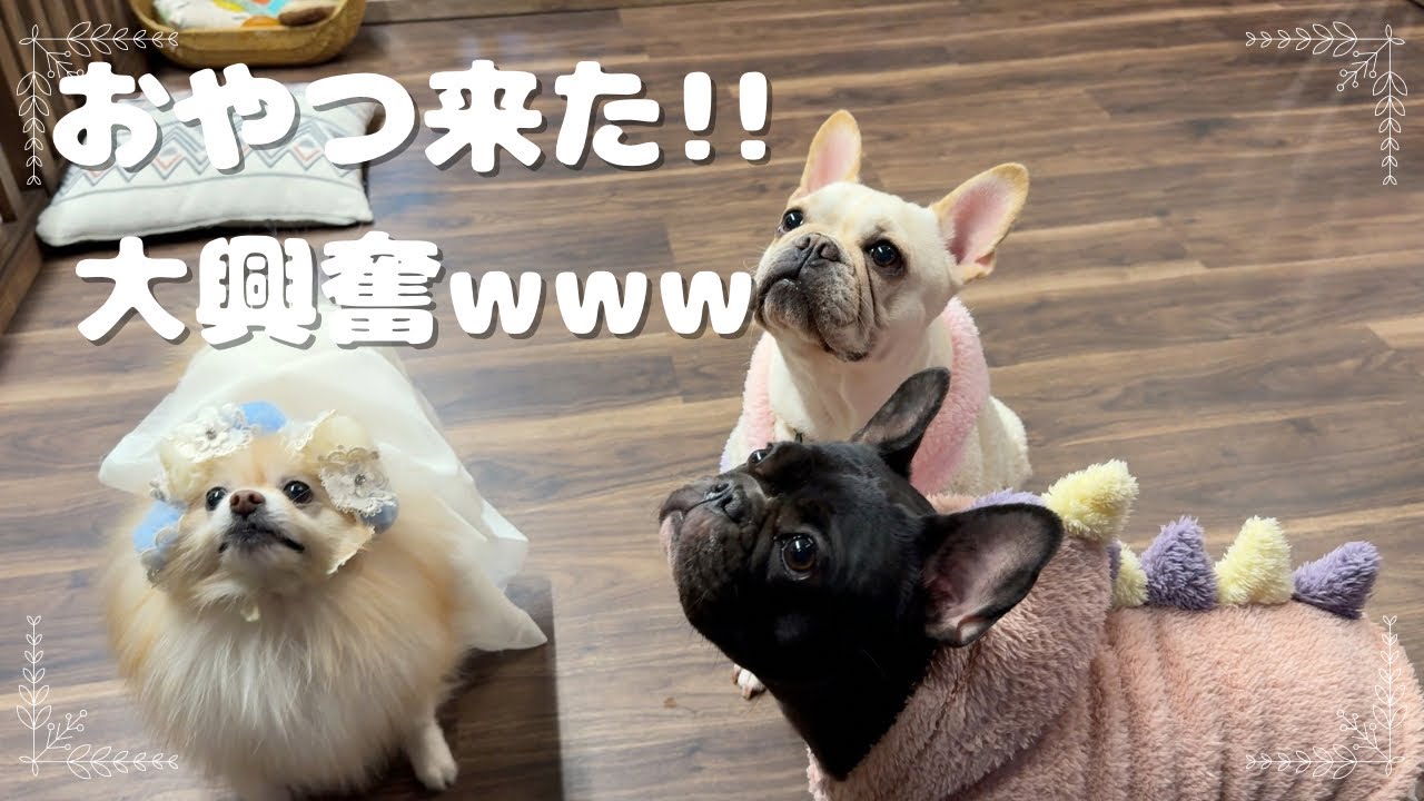 おやつ無限!? フレブル2頭とポメがドッグカフェで大暴走www