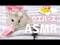 【ガリガリ】SNS映え