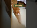 【ハロウィン】仮装するネコ　#shorts #猫動画 #コスプレ