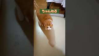 【ハロウィン】仮装するネコ　#shorts #猫動画 #コスプレ