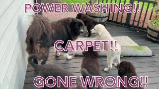 Power Washing the Carpet GONE WRONG!! #DIY #powerwashing #carpet #shortvideo by DIY MY RURAL LIFE! 74 views 7 months ago 1 minute, 26 seconds