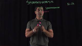 Spermatogenesis