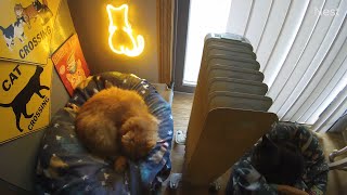 Feral cat Leo enjoys a nap in his snug bed then bounces! (OFL 2603)