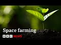 How do you grow plants in space  bbc news