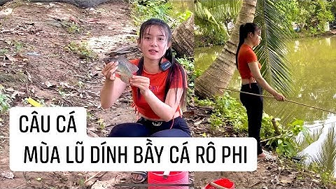 Nước Lũ Về Đi Câu Trúng Ổ Cá Rô Phi l 193