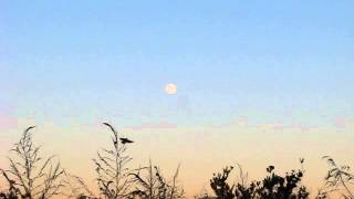 Moon and Birds