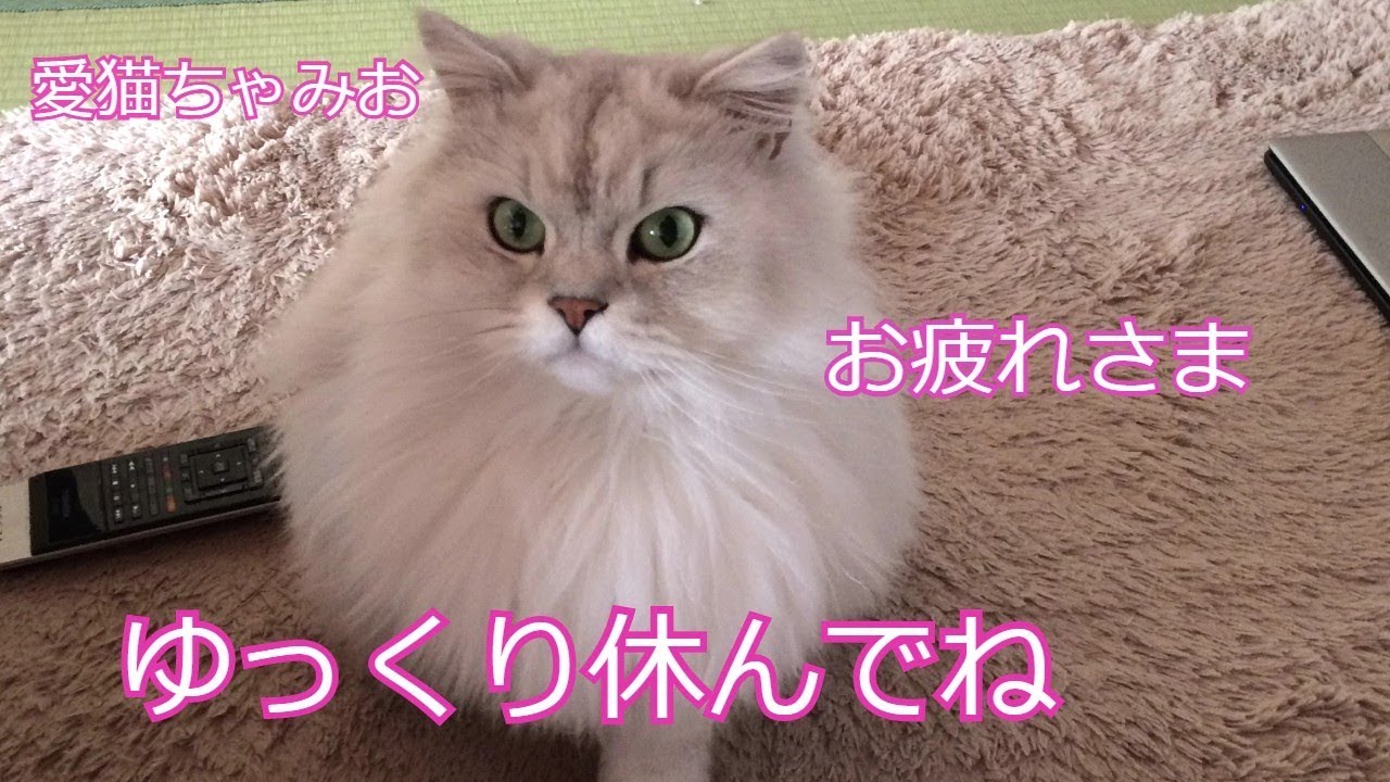 猫 ちゃーみー元気でね ゆっくり休んでね チンチラ Youtube