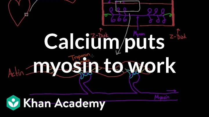 Calcium puts myosin to work | Circulatory system physiology | NCLEX-RN | Khan Academy - DayDayNews