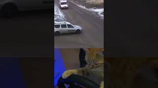 i drive #kitten #memes #cats