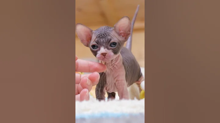 Video 3133091: sphynx cats kitten pets, kitten sphynx pets cute, cat sphynx kitten baby, sphynx cat mom, cat old